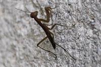 Mantis religiosa