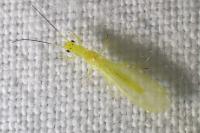 Xanthoperla apicalis