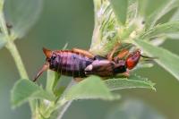 Forficula auricularia