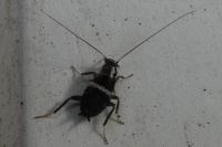 Planuncus vinzi
