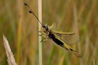 Libelloides longicornis