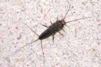 Ctenolepisma lineata