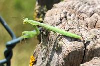 Mantis religiosa