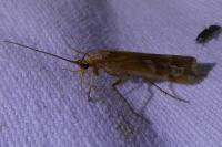Limnephilus lunatus
