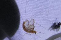Ephemera glaucops