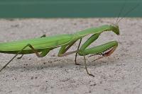 Mantis religiosa