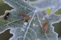 Planuncus vinzi