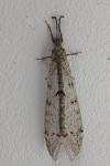 Distoleon tetragrammicus