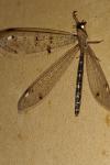 Distoleon tetragrammicus
