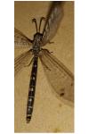 Distoleon tetragrammicus
