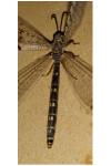 Distoleon tetragrammicus