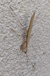 Mantis religiosa