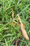 Mantis religiosa