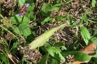 Mantis religiosa