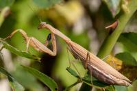 Mantis religiosa