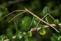 Clonopsis gallica