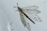 Distoleon tetragrammicus