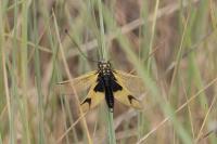 Libelloides longicornis