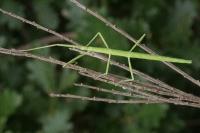 Clonopsis gallica