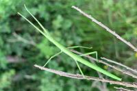 Clonopsis gallica