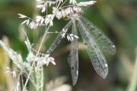 Distoleon tetragrammicus