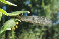 Distoleon tetragrammicus