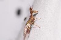 Mantispa styriaca