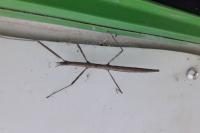 Clonopsis gallica