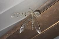 Distoleon tetragrammicus