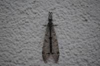 Distoleon tetragrammicus