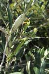 Mantis religiosa