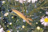 Mantis religiosa