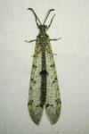 Distoleon tetragrammicus