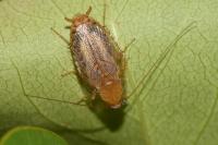 Planuncus vinzi