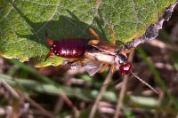 Forficula auricularia