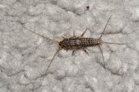 Ctenolepisma lineata