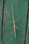 Clonopsis gallica