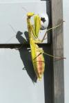 Mantis religiosa