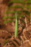 Mantis religiosa