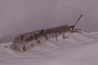 Distoleon tetragrammicus