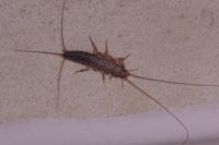 Ctenolepisma lineata