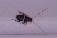 Planuncus vinzi