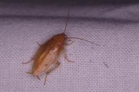Ectobius pallidus