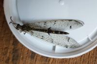 Distoleon tetragrammicus