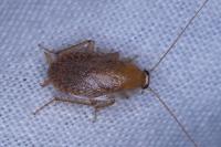 Planuncus vinzi