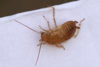 Ectobius pallidus