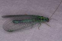 Chrysopa perla