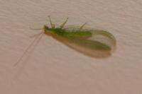 Chrysoperla carnea