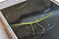 Clonopsis gallica