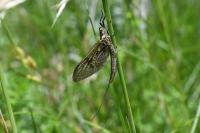 Ephemera vulgata